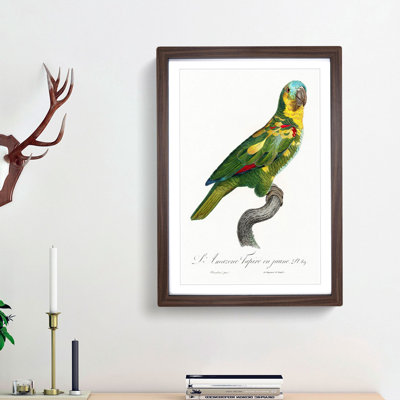 The Turquoise-Fronted Amazon Parrot by F. Levaillant - Picture Frame Painting Print