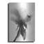 "Pivoine translucide VIIBW" par Debra Van Swearingen-335762220