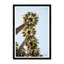 National Garden Palms II Framed Photographic Print