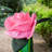 Spring Floral Windtail Windsock