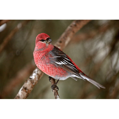 " Red Crossbill "