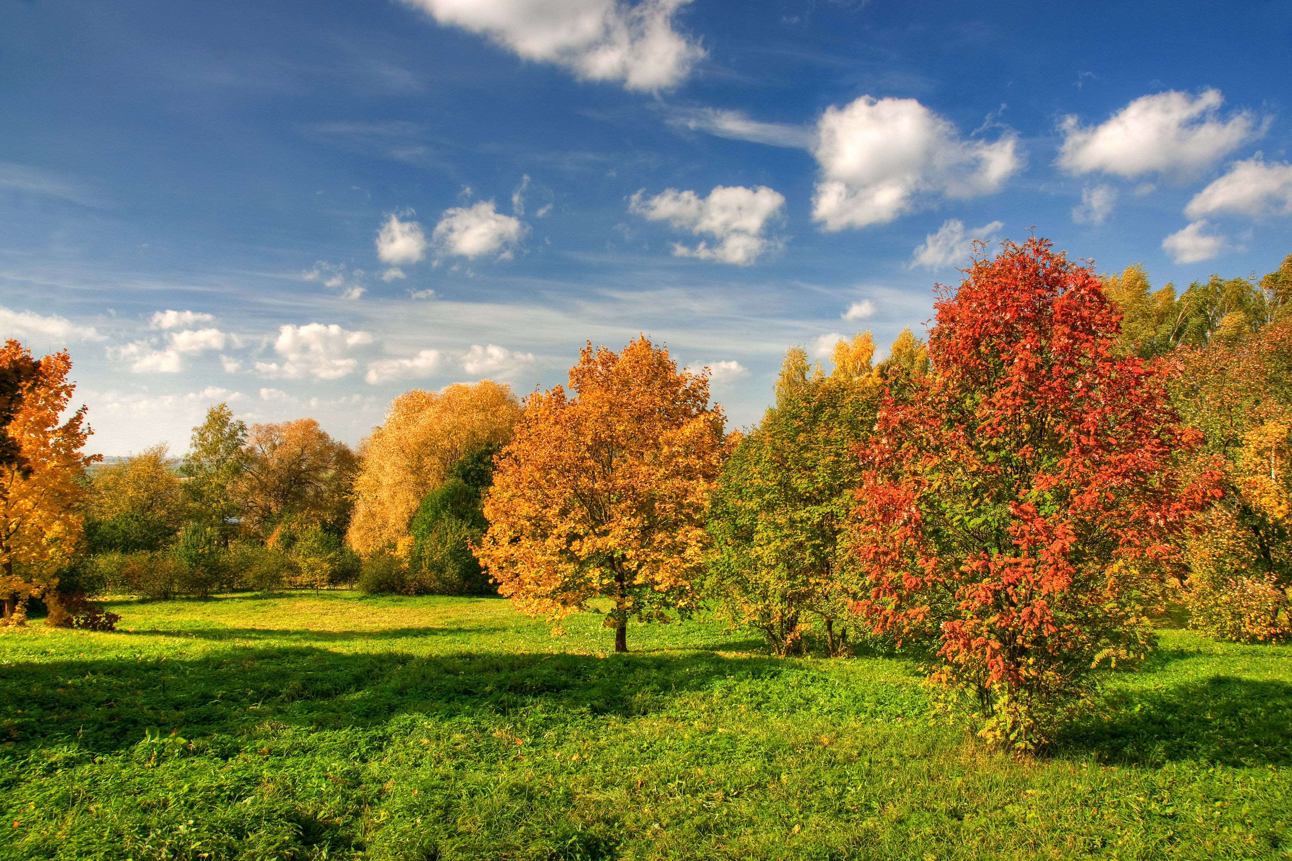 Tree Colers Ebern Designs Trees Changing Colors by Alexkotlov | Wayfair