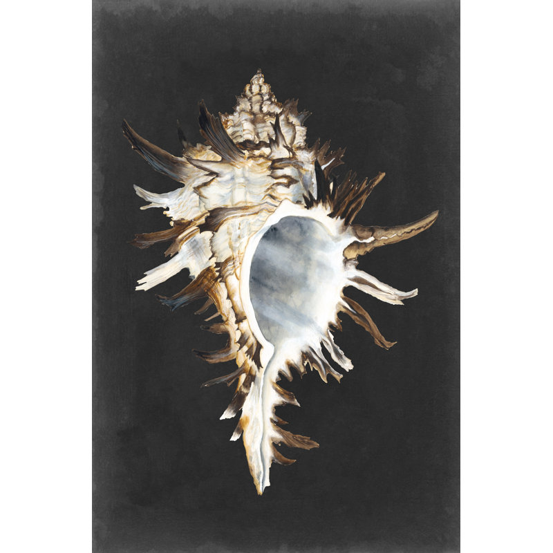 Murex by Michael Willett - Wrapped Canvas Art Prints, 46cm H x 30cm W