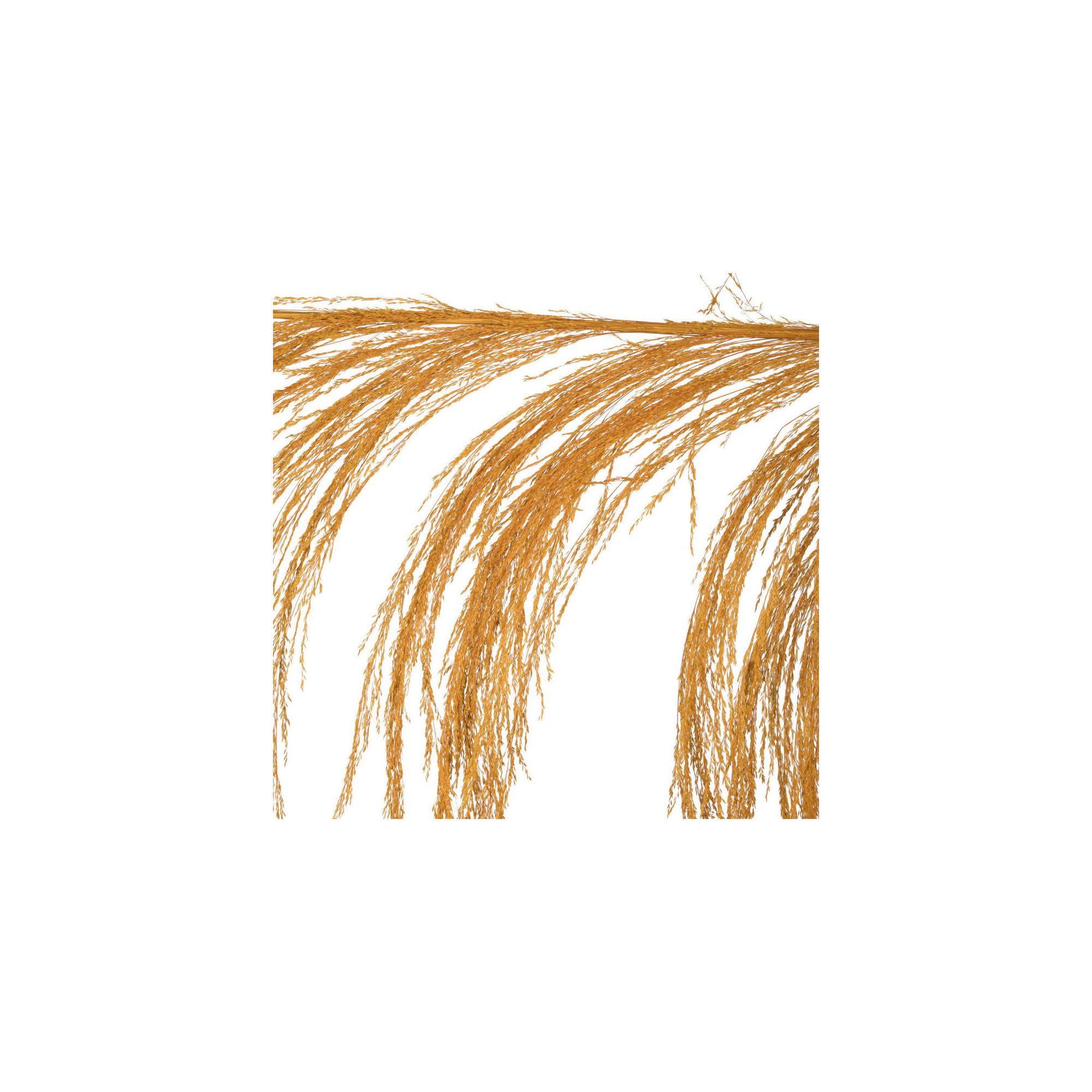 Lei 71'' Palm Plant, Aspen Gold