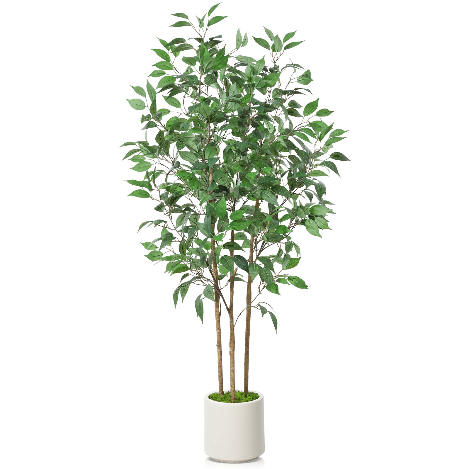 Adcock Ficus Tree in Pot, 59" H x 15" W x 15" D