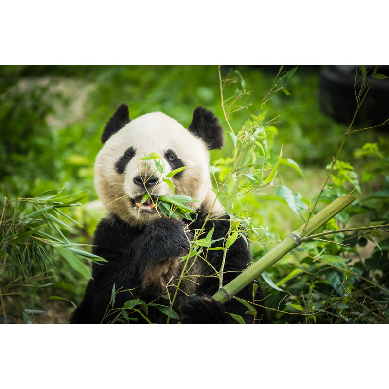 Panda Bear Eating - Photographie sur toile tendue, H 20 po x l 30 po