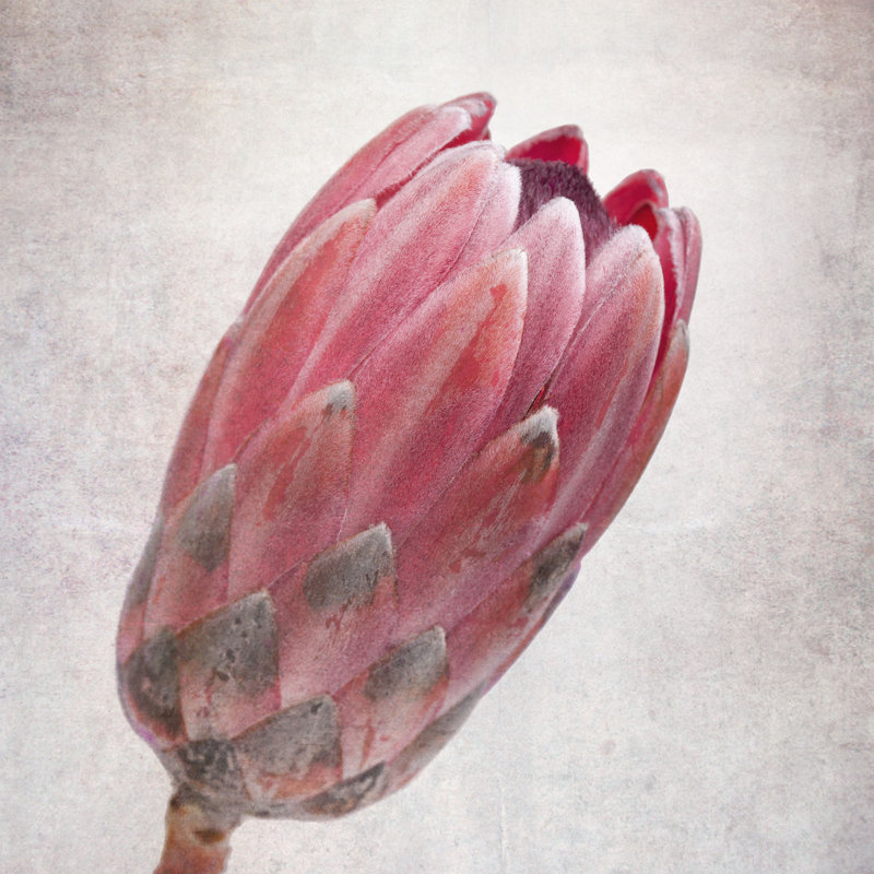 Protea rétro - peinture sur toile tendue, H 12 po x l 12 po