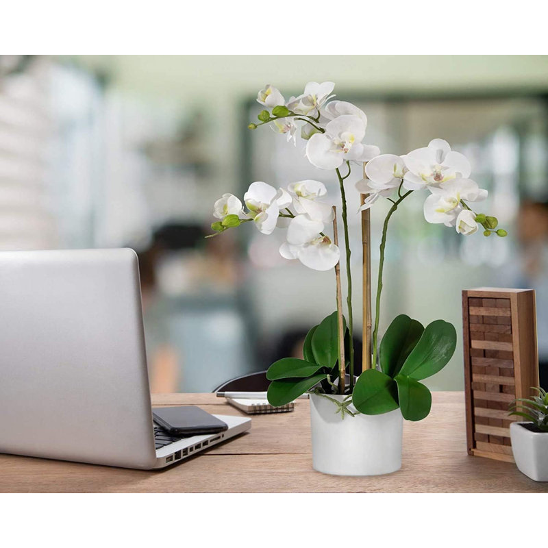 Primrue Orchid Floral Arrangement in Pot | Wayfair