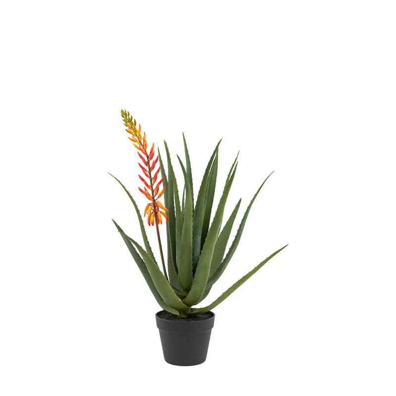 Aloe Potted Plant with Flower, Red