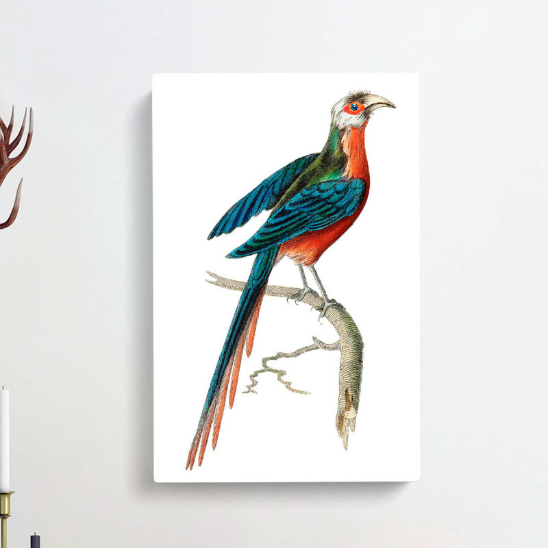 Curve-billed Cuckoo by George Shaw - Wrapped Canvas, 60cm H x 40cm W x 3cm D