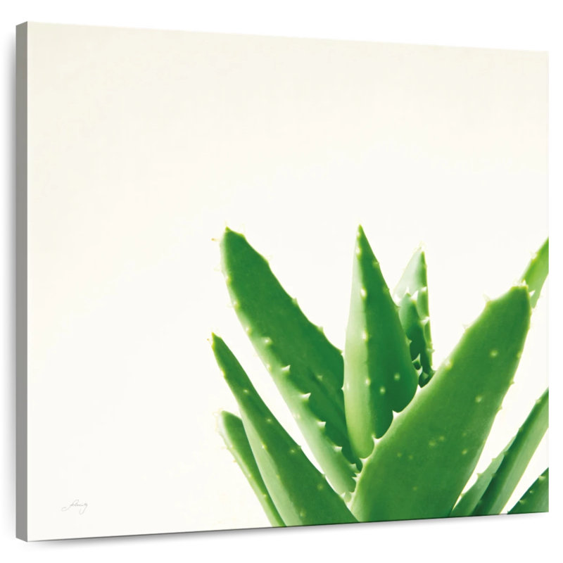 Harnek Succulent Simplicity Neutral I, H 16 po x l 16 po