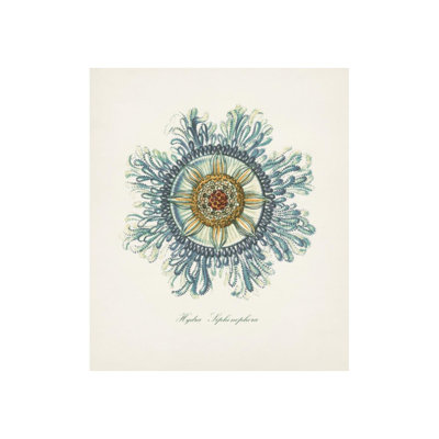 Nautical Art IV Print by Sofia Fox