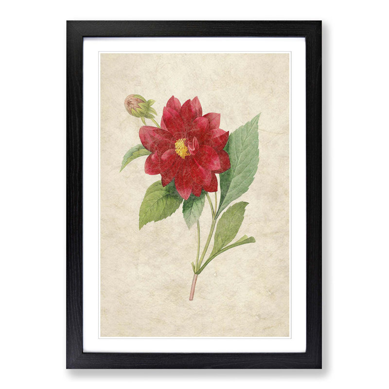 Dahlia Flowers by Pierre-Joseph Redoute - Picture Frame Painting Print, Black Framed, 65cm H x 48cm W x 2cm D