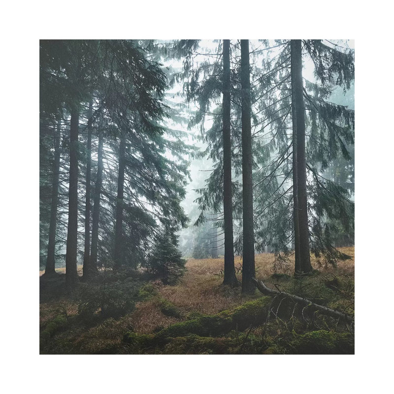 Deep In The Woods by Tordis Kayma - Wrapped Canvas Print, 45.72cm H x 45.72cm W x 1.905cm D