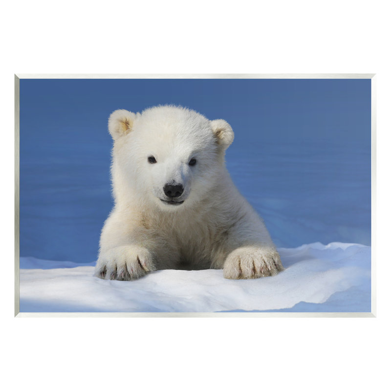 Stupell Industries Baby Polar Bear Peeking Wall Plaque Art Design By © Shane Lamb, H 13 po x l 19 po x P 0,5 po