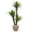 Faux Yucca Tree in Ceramic Planter-501122167