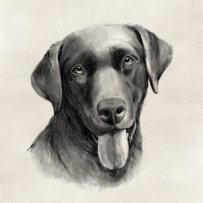Gris anthracite Labrador I