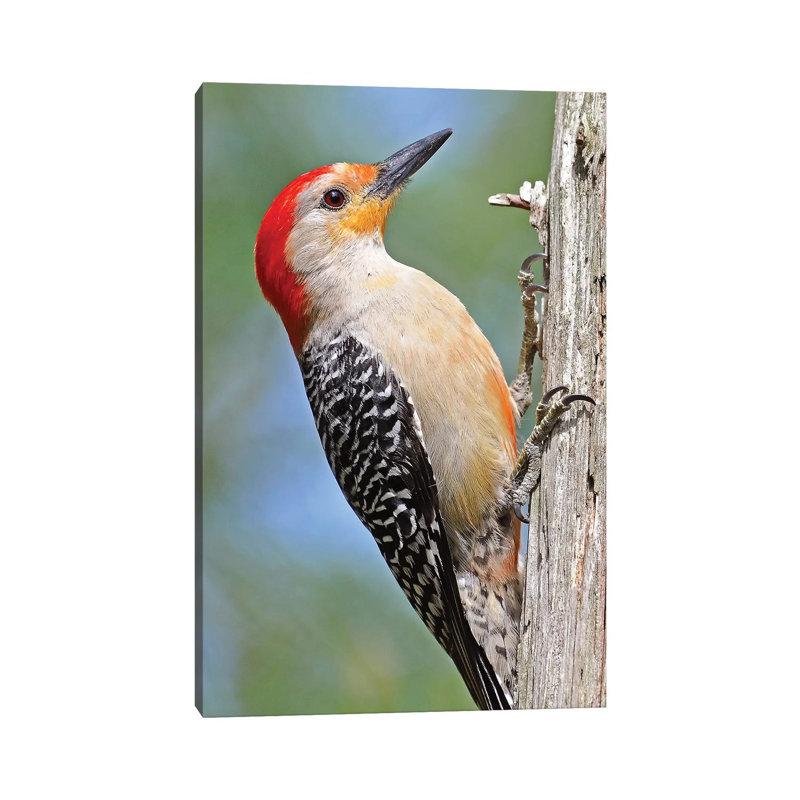 Red Bellied Woodpecker by Brian Wolf - Wrapped Canvas Print, 30.48cm H x 20.32cm W x 1.91cm D