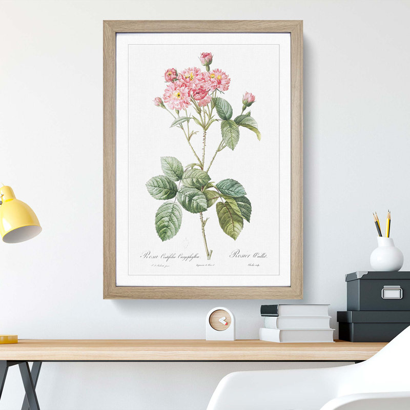 Cabbage Rose in Pink by Pierre-Joseph Redoute - Picture Frame Art Print, Oak Framed, 36cm H x 27cm W x 2cm D