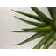 Fleurs succulentes