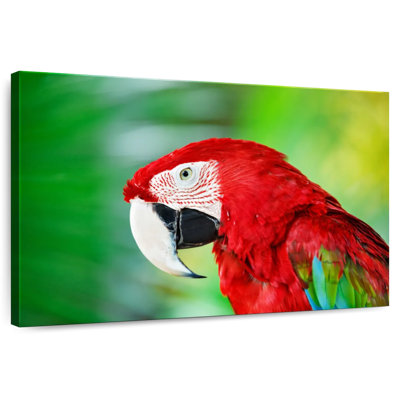 Brampt Jungle Scarlet Macaw