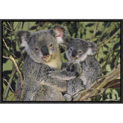 " Koala Mother With Joey "