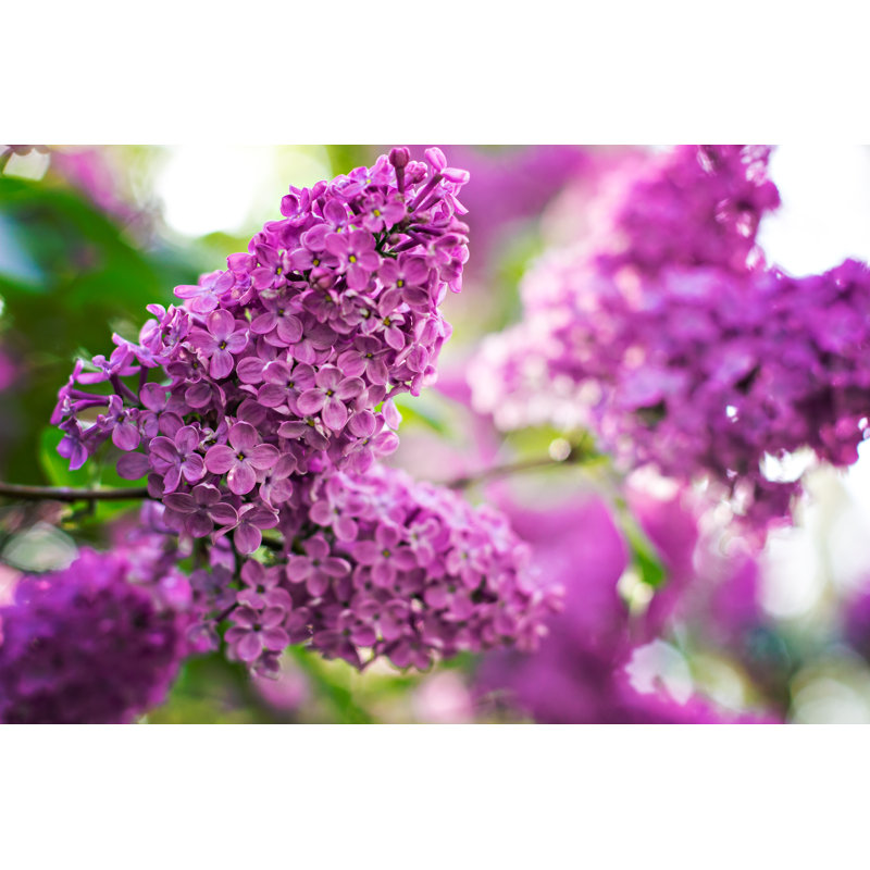 Branch With Spring Lilac - Wrapped Canvas Print, 20cm H x 30cm W