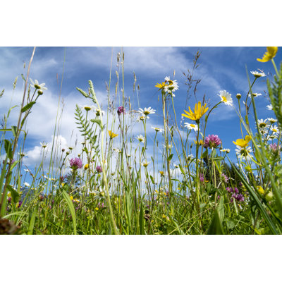 Close-up Of Blooming Flowers In Meadow At Spring by Filmfoto - Wrapped Canvas Photograph