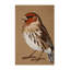 Tapis lavable oiseaux Finch-97902406