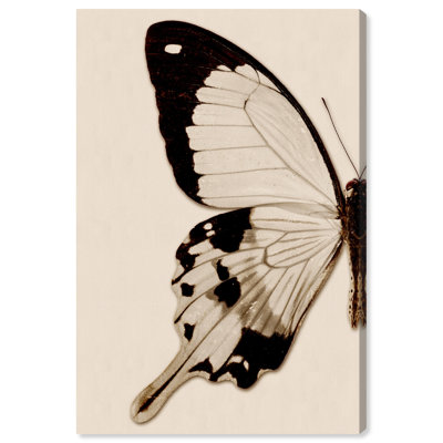 " Animals Sepia Butterfly I Insects "