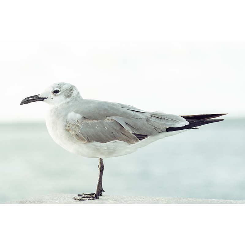 Seagull I Print by Adam Mowery, Image Brush Gel