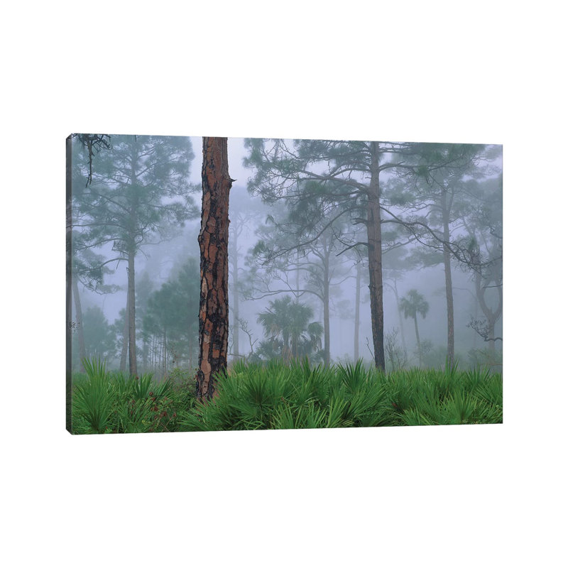 Saw Palmetto and Pine in Fog, Near Estero River, Florida Trees 1 Piece Wrapped Canvas Wall Art, 20.32 cm H x 30.48 cm W