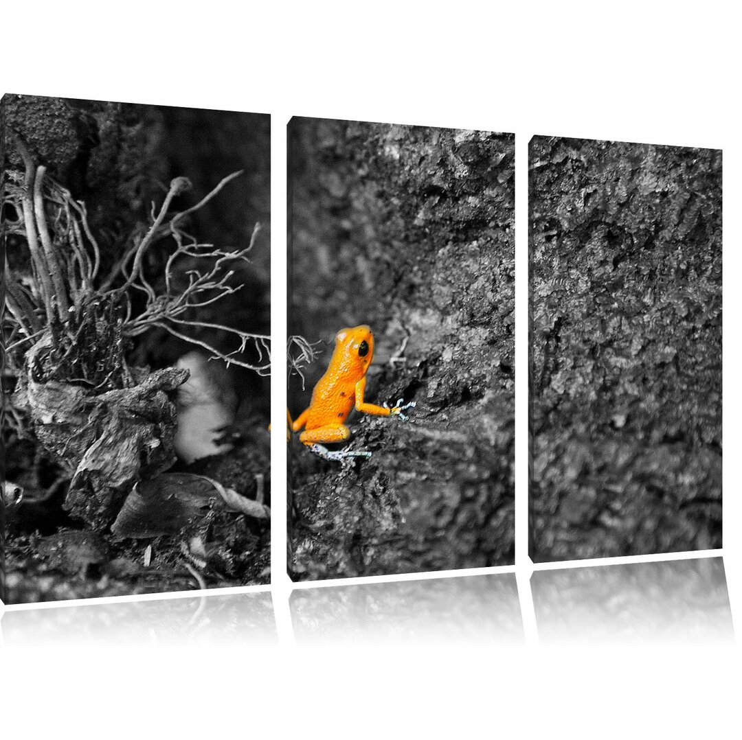 3-tlg. Leinwandbilder-Set „Giftiger kleiner Frosch“, Fotodruck