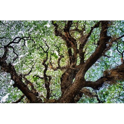 Tree Texture Background 1 Piece Wrapped Canvas Wall Art