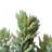 Sedum Arrangement