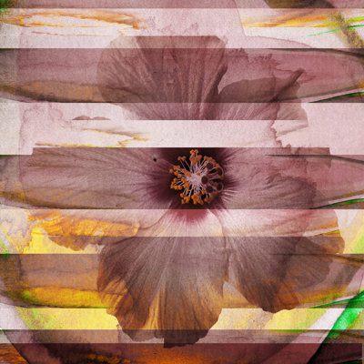 Parvez Taj - Wrapped Canvas Print
