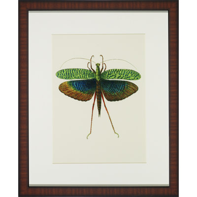 Tropical Insect II Print