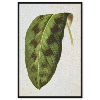 «Rattlesnake Leaf Botanical Decor», reproduction d'art sur toile par Art Remedy