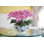Orchid Arrangement in Pot