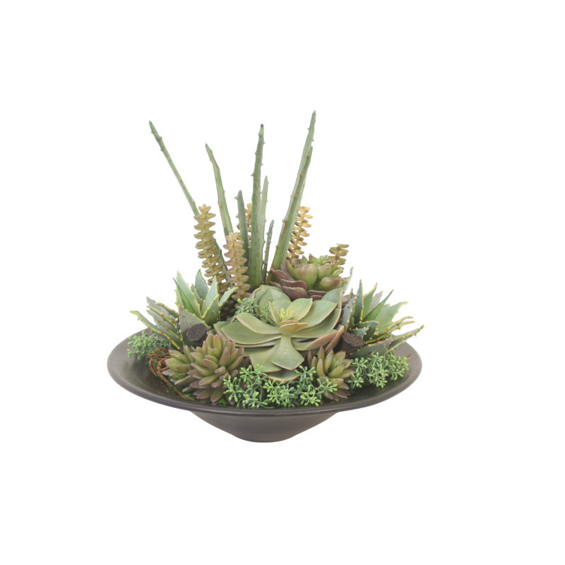 Jardin succulent dans une soucoupe noire
