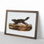 Black American Wolf by J.W. Audubon - Picture Frame Painting Print-55686157-55686158