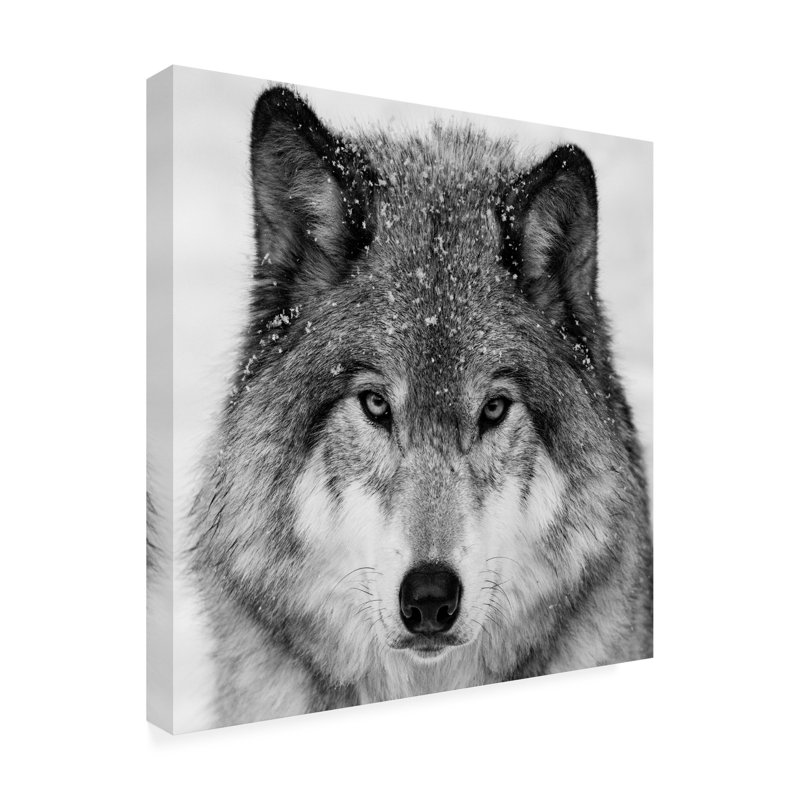 Art sur toile Mircea Costina Wolf, H 35 po x l 35 po x P 2 po