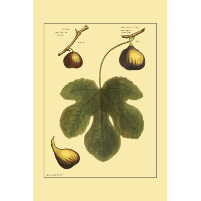 " Fig Leaf I " by Langley