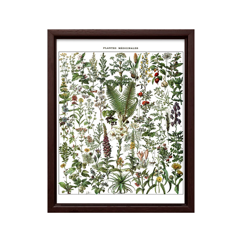 Adolphe Millot - Medicinal Plant, Canvas, 16"H x 20"W, Brown Framed