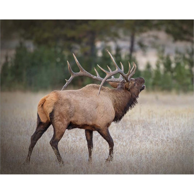 «Bull Elk» par Larry Mcferrin, art mural sur toile