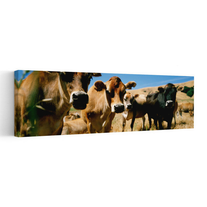Close Up Of Cows California USA by Thomas Winz - Wrapped Canvas Panoramic Print, 30.48 cm H x 91.44 cm W
