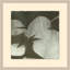 Pond Of Lilly 3 Print