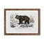 Brown Bear - Framed Print-48215781-48215782