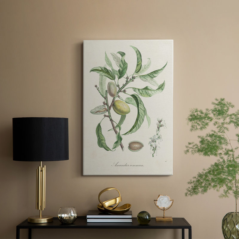 Antique Almond Botanical IV -Custom Wrapped Gallery Cavas, 18" H x 12" W