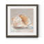 Impressionist Shell Study IV - Cadre photo, reproduction d'art sur papier-2121344466-2121344467